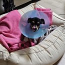 푸른종합동물병원 이미지