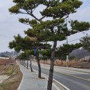 서해랑길 64-6코스 (지선) *합덕수리 민속박물관-솔뫼성지-삽교호 함상공원* (25.03.09)