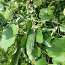 기와집전주장작불곰탕 이미지