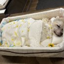 21그램 반려동물장례식장 | 강아지 장례식장 따뜻한 이야기_21그램 남양주 후기