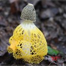 황금버섯 이미지