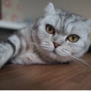 도토리PC 이미지