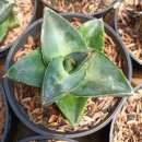 Agave pumila 한판 통채로 판매 이미지