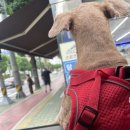 펫살롱지니 이미지