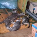 장수엄마 농장 이미지