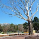 분원초등학교 병설유치원 이미지