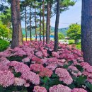 공주-56 이미지