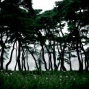 소나무숲 이미지