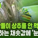 채소값 폭락.jpg 이미지