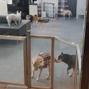 더힐동물의료센터 이미지