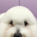 남현댕 애견미용 이미지