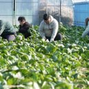 선명농장 이미지