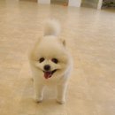 퍼피엔젤스 이미지