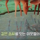 순창전통문화자수
