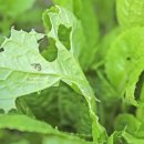 비플루피 이미지