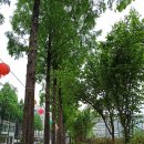 종합운동장 메타세콰이어길 이미지