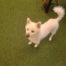 하이바이분양소 강아지고양이 대전점 이미지