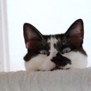 스키타는고양이 이미지