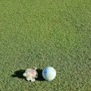 샤인벨리 | 강원도 홍천 샤인데일cc라운딩 후기 ∣ 주변 가볼만한곳 아난티코드