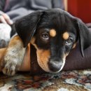 GOOD LIFE DOG 이미지