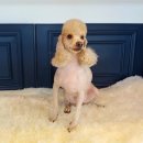 아담스펫살롱 이미지