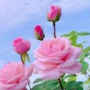 장미 (薔薇) 이야기 이미지