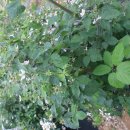 형제농원 이미지