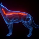 24시 송도힐 동물메디컬센터 이미지