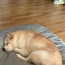 휴(HUE) PC 1호점 | 주간일기 | 2월 3-4주 - 사회생활하기🐱‍👓