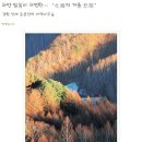 [3월 사진여행] 수정!! 강원도 인제에 응봉산 자작나무 숲(3월24일 토) 이미지