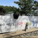 댕댕이블루스 이미지