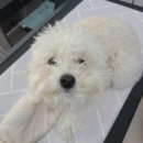러블리 멍멍이 이미지