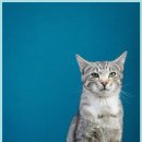 이든동물병원 이미지