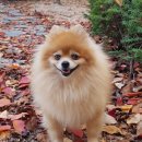 모모야코 이미지