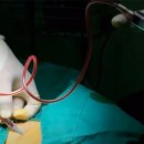 생명의줄기 이미지