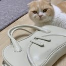 쀼리풀