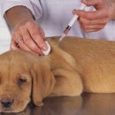 강아지 켄넬 이미지