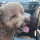 도브리댕 이미지