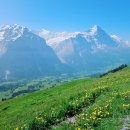 e-편한덴탈 | 스위스 유럽여행| 24주 임산부 26시간 왕복비행 태교여행 성공 꿀팁 준비물| 루프트한자 기내식