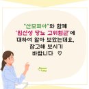 산모피아 강서양천지사 네이버블로그