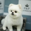효진동물병원 네이버블로그