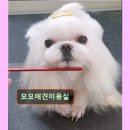 모모애견미용실 이미지