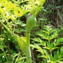 구릿대 & 백지(白芷)뿌리 효능 이미지