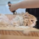 고양이 무마취미용 고미고미 화명점 이미지