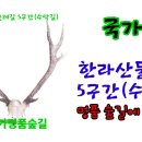 한라산 둘레길 5코스 국가숲길(수악길) 명품숲길에 빠지다...동영상 이미지