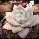 아지랭이 이미지