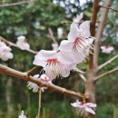 강진 가볼만한곳제목없음남도봄여행 #1, 다산초당 ~달빛한옥마을