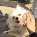 윤기현 | [유기견봉사후기] 시흥동물누리보호센터 입양 홍보 봉사 / 사지말고 입양하세요. 아이들의 가족이 되어...
