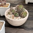 로자리안 | 사바나농장 X 로자리안토분 팝업 스토어 후기