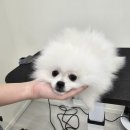 멈머링(mummuring) 이미지